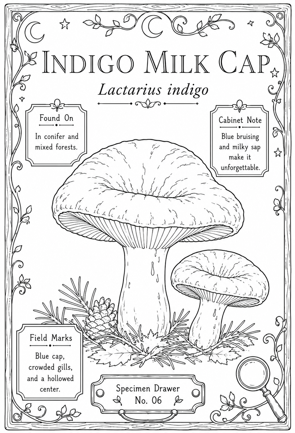 Mini Coloring Book – Mushroom Study