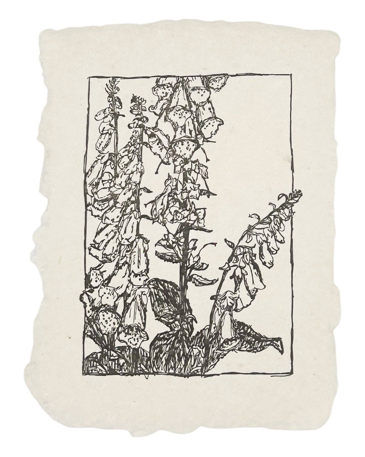 Foxglove Art Print