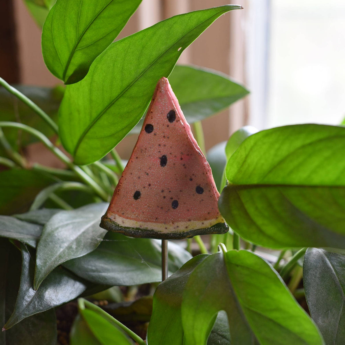 Plant Buddies - Watermelon