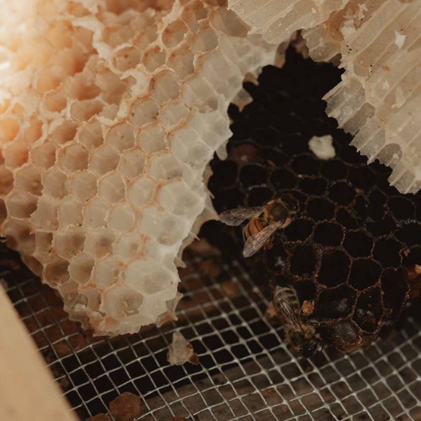 Raw Wildflower Honey (1lb)