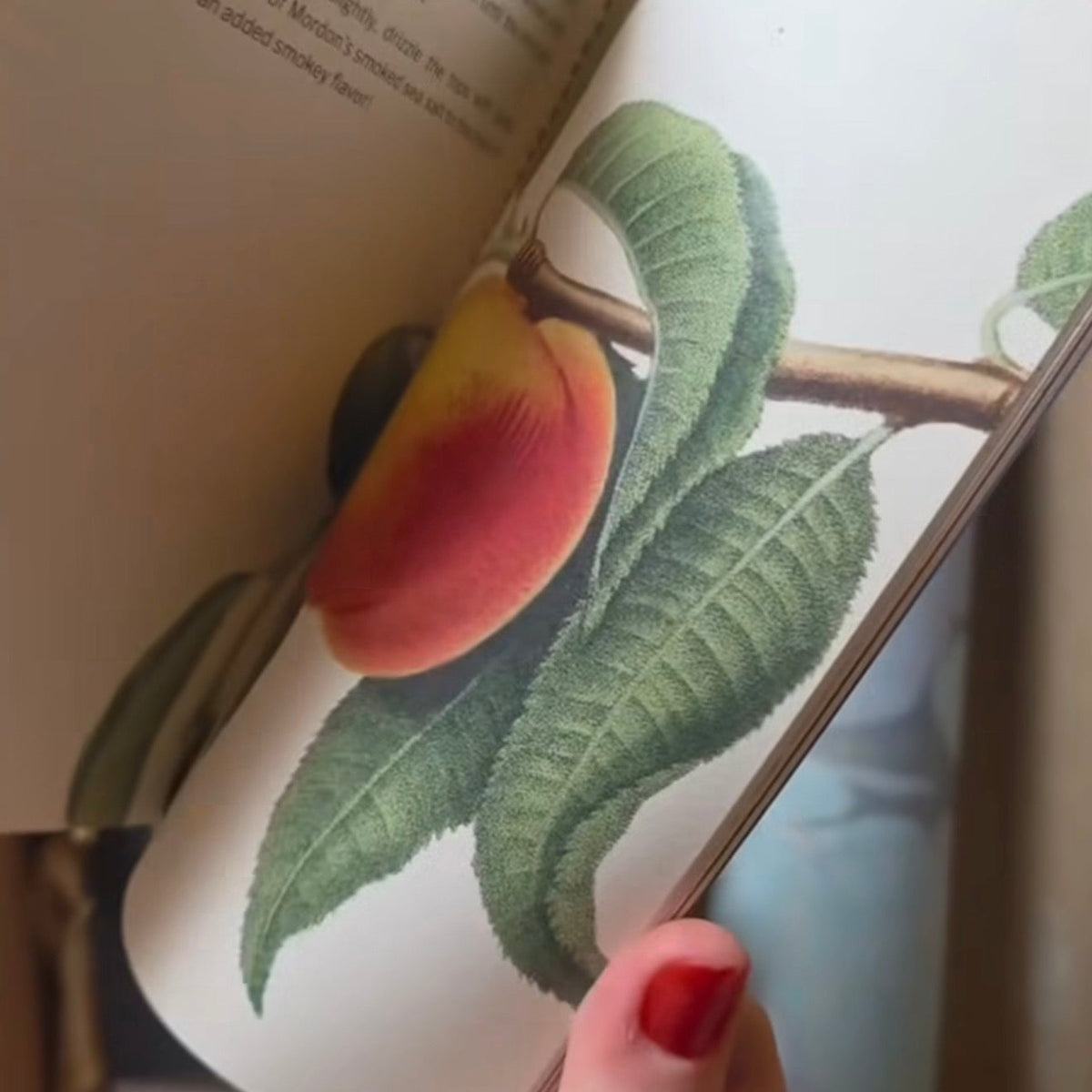 Book with a decorative cover featuring a peach illustration held by a hand.