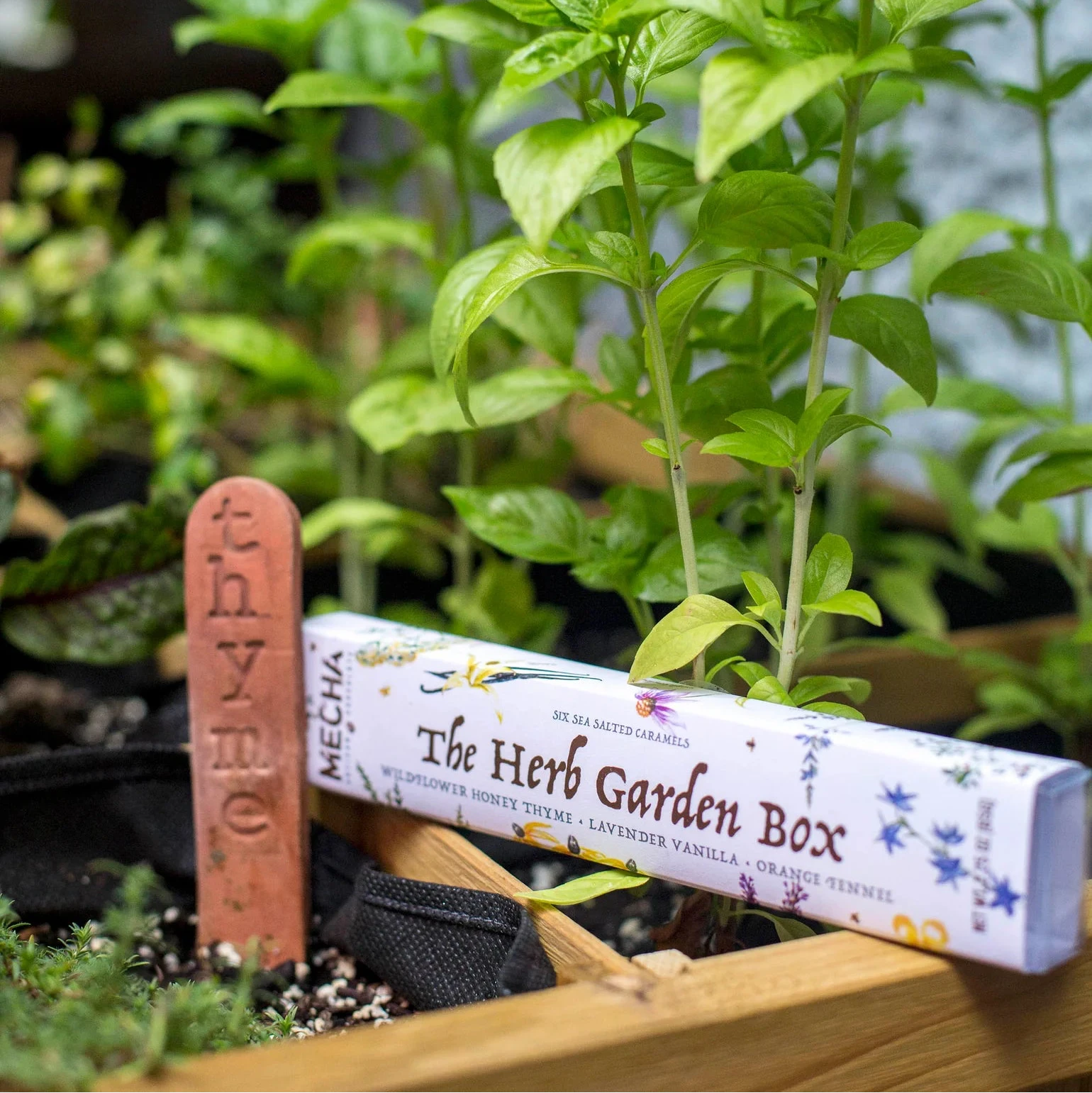 Artisan Herb Garden Sea Salt Caramel box with unique handmade chocolates, perfect gift in garden setting. - Herb Garden Sea Salt Caramel Box (6 pieces)