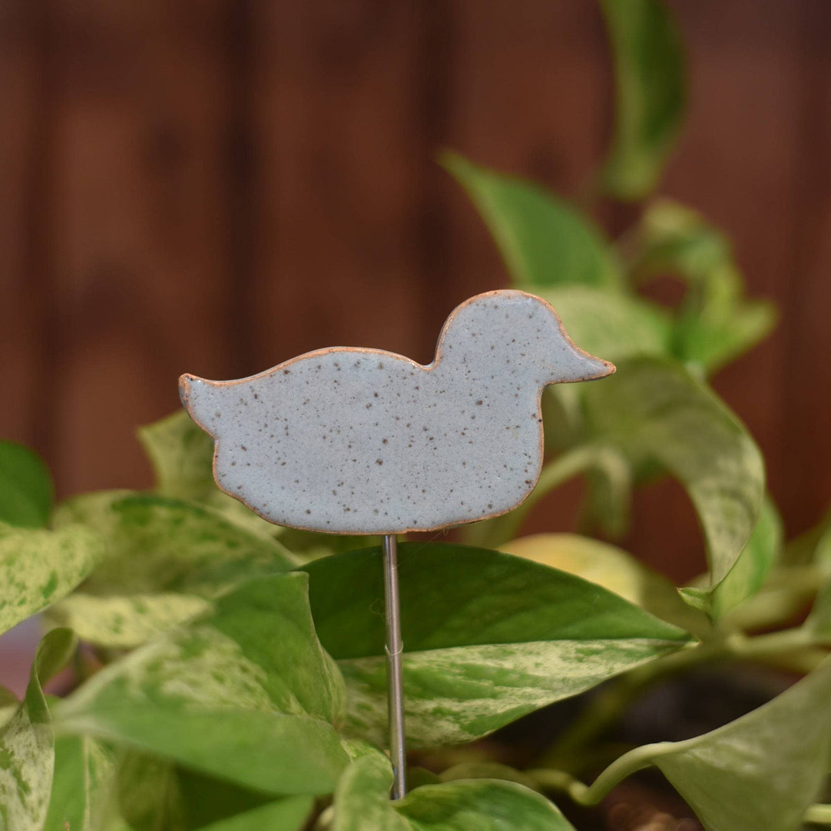 Plant Buddies - Duck