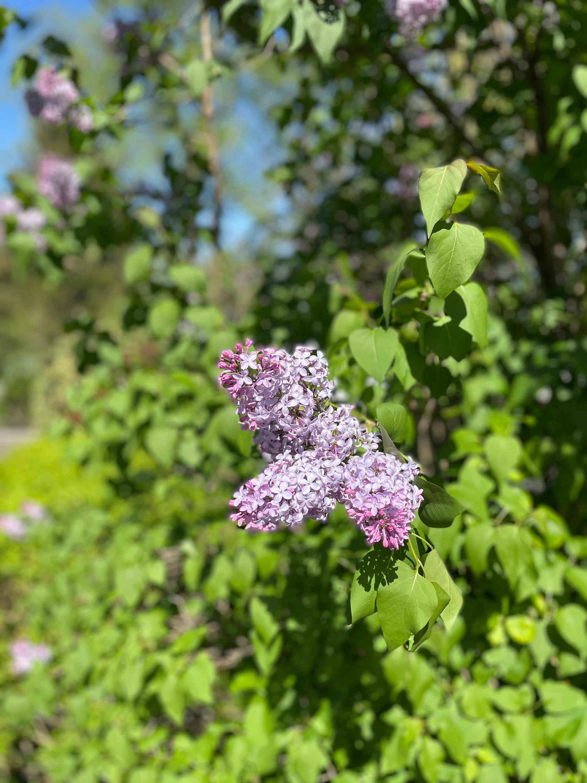 lilac blooms in spring