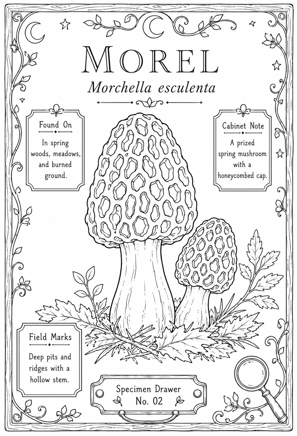 Mini Coloring Book – Mushroom Study
