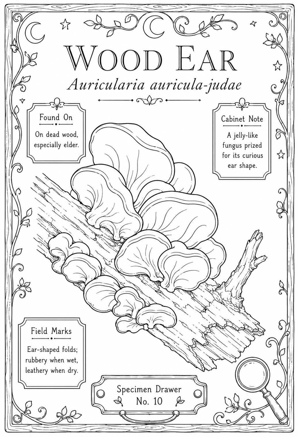 Mini Coloring Book – Mushroom Study