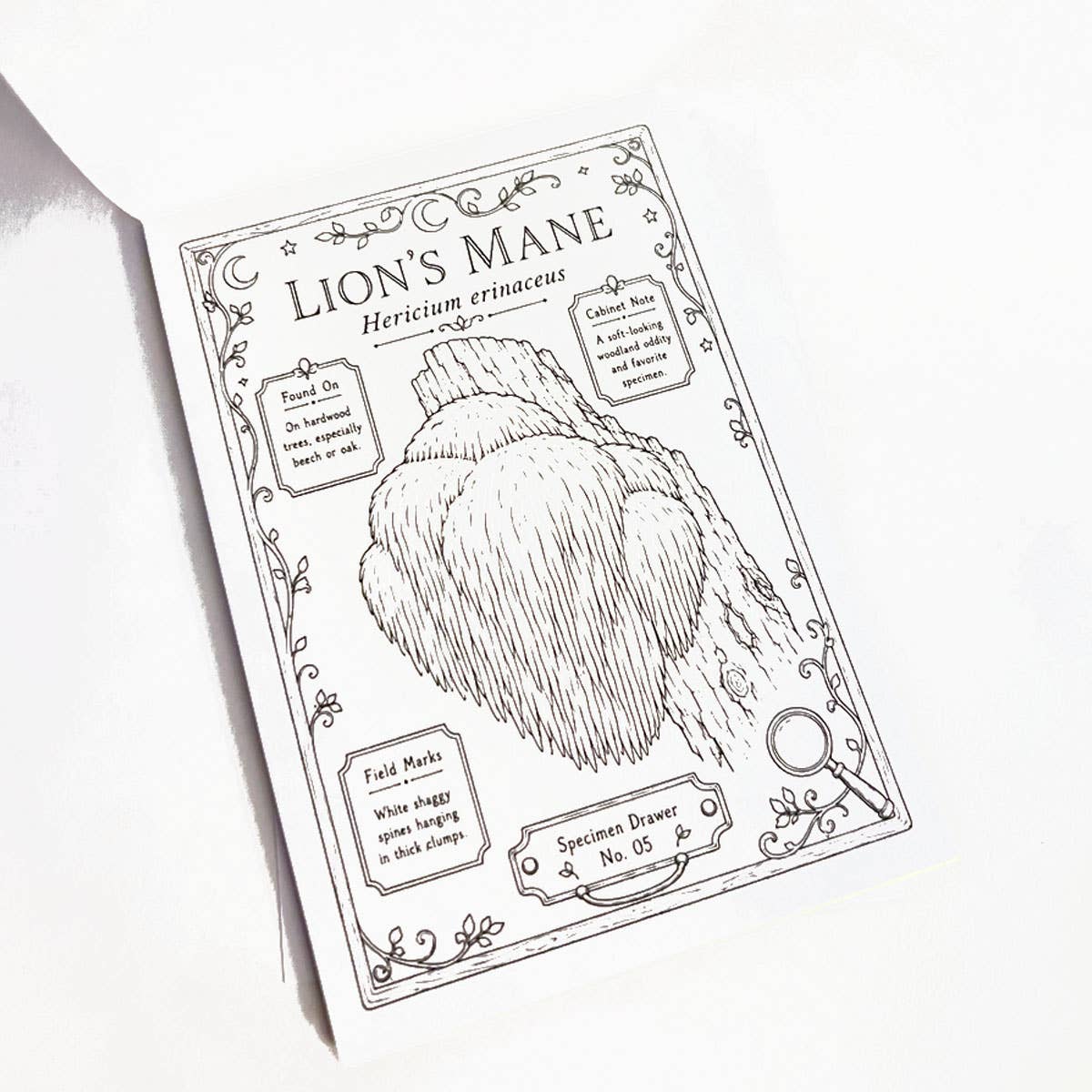 Mini Coloring Book – Mushroom Study