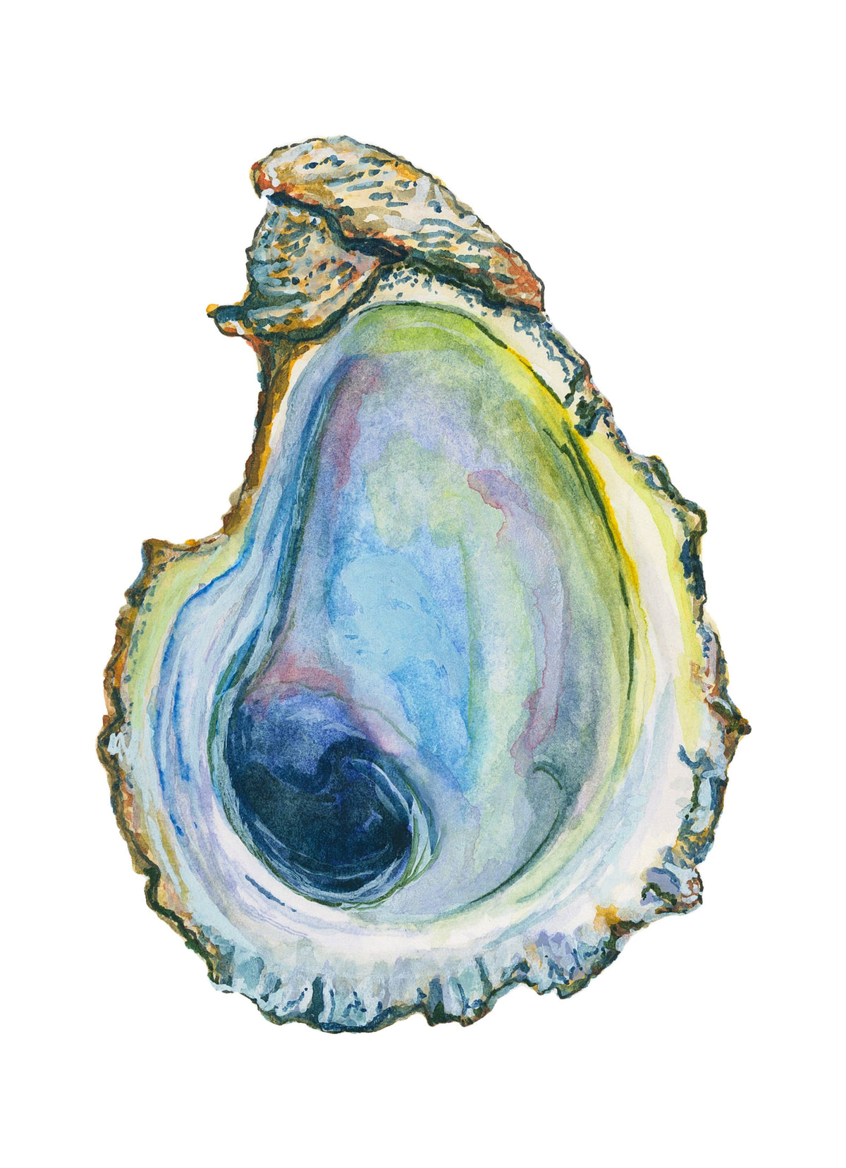 Oyster Watercolor Print