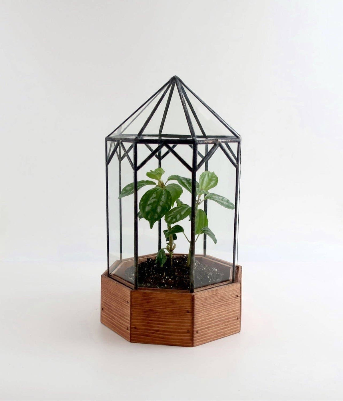 Terrarium Gazebo